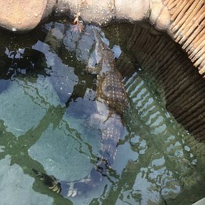 African slender snouted crocodile