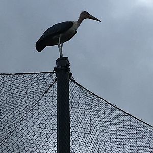 A free flying marabou stork