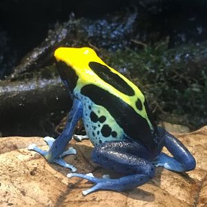 Dyeing poison arrow frog