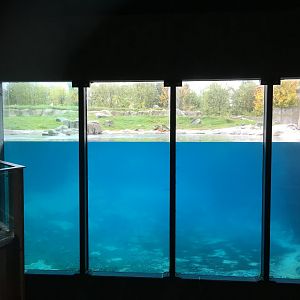 Polar bear enclosure