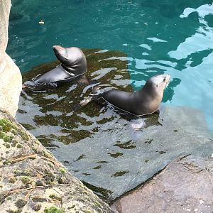Californian sea lions