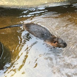 Coypu