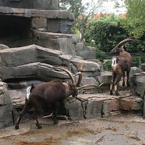 Alpine ibex