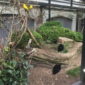 Grey winged trumpeter