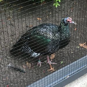 Ocellated turkey
