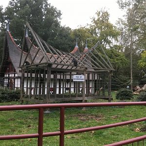 Lowland anoa & Sulawesi crested macaque