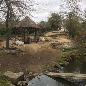 Scimitar horned oryx enclosure