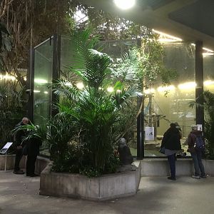 Indoor gorilla enclosure