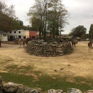 Savannah enclosure