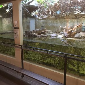 Asian small clawed otter enclosure