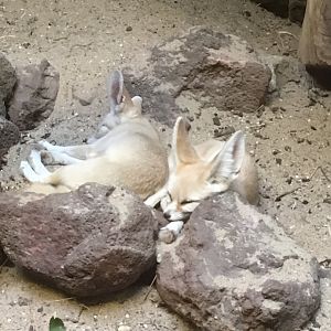 Fennec Fox