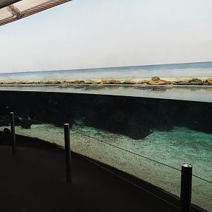 Burgers' Ocean - First lagoon tank (Sep 16th, 2018)