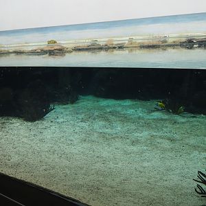 Burgers' Ocean - View into the first lagoon tank (Sep 16th, 2018)