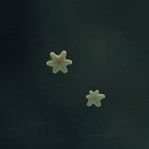 Tiny starfish on lagoon tank window (Sep 16th, 2018)