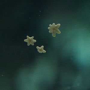 Tiny starfish on lagoon tank window (Sep 16th, 2018)