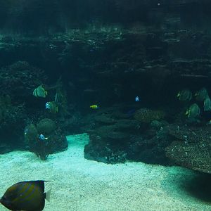 View into the second lagoon tank (Sep 16th, 2018)