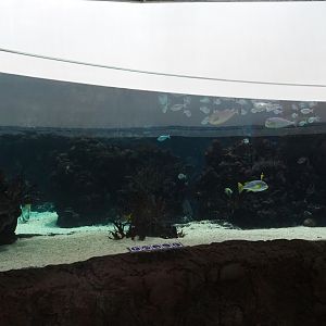 Burgers' Ocean - View of second lagoon tank (Sep 16th, 2018)