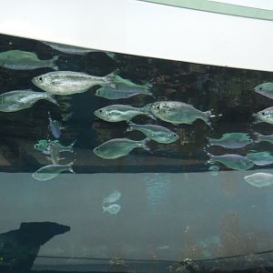 Group of barred flagtail (Kuhlia mugil), Sep 16th, 2018