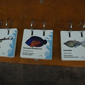 Fish signs (Sep 16th, 2018)