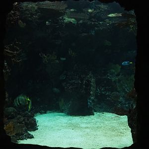 Viewing window into second lagoon tank (Sep 16th, 2018)