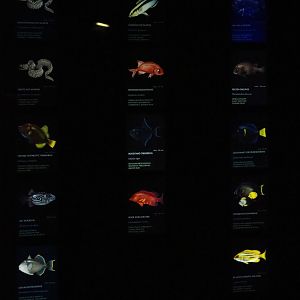 Reef canyon tank species signs (Sep 16th, 2018)