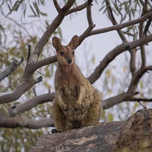 Purple-necked Rock-wallaby (Petrogale purpureicollis)