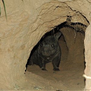 Northern Hairy-nosed Wombat (Lasiorhinus krefftii)