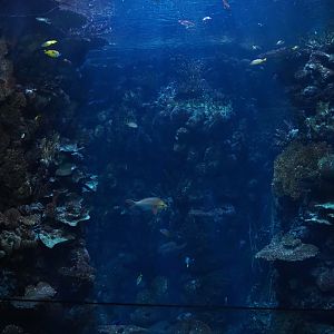 Burgers' Ocean - Reef canyon tank (Sep 16th, 2018)