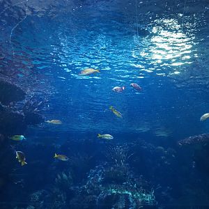 Various fish in the reef canyon tank (Sep 16th, 2018)