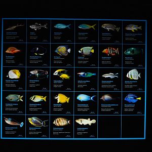 Second lagoon tank species signs (Sep 16th, 2018)