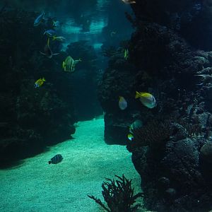 Burgers' Ocean - View into second lagoon tank (Sep 16th, 2018)