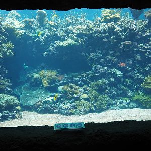 Burgers' Ocean - Living coral reef tank (Sep 16th, 2018)