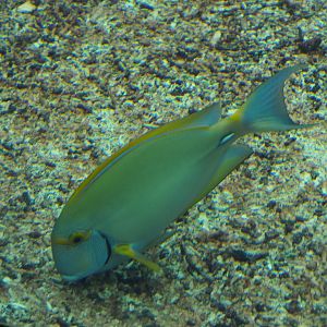 Eyestripe surgeonfish (Acanthurus dussumieri), Sep 16th, 2018