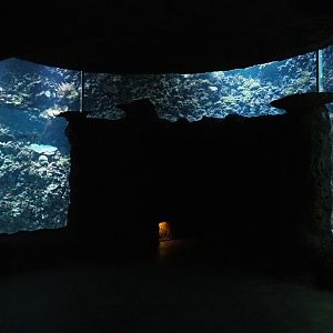 Living coral reef tank (Sep 16th, 2018)