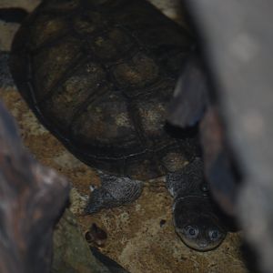 West African mud turtle