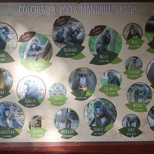 New mandrill signage