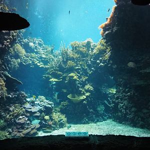 Living coral reef tank (Sep 16th, 2018)