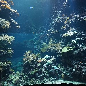 Living coral reef tank (Sep 16th, 2018)