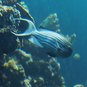Blackstriped or Lamarck's angelfish (Genicanthus lamarck), Sep 16th, 2018