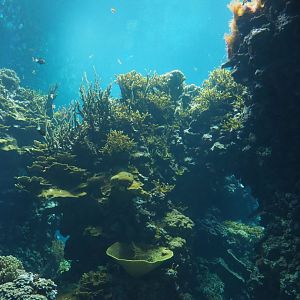 Living coral reef tank (Sep 16th, 2018)