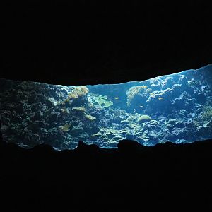 Living coral reef tank (Sep 16th, 2018)