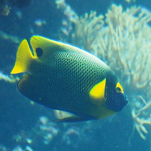 Yellow-masked angelfish (Pomacanthus xanthometopon), Sep 16th, 2018
