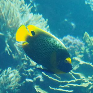Yellow-masked angelfish (Pomacanthus xanthometopon), Sep 16th, 2018
