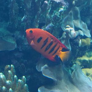 Flame angel (Centropyge loriculus), Sep 16th, 2018