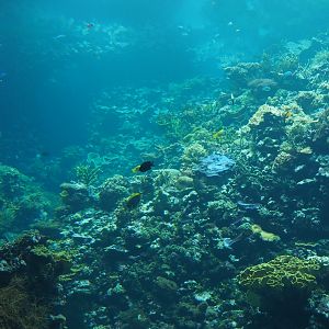 Living coral reef tank (Sep 16th, 2018)