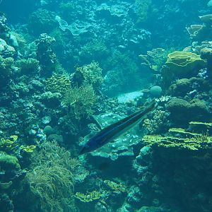 Blue torpedo barb (Malacanthus latovittatus) in the living reef tank (Sep 16th, 2018)