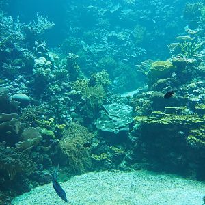 Living coral reef tank (Sep 16th, 2018)