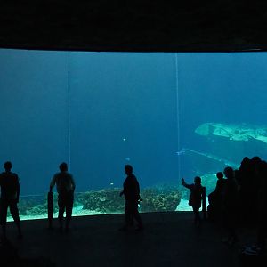 Open ocean shark tank (Sep 16th, 2018)