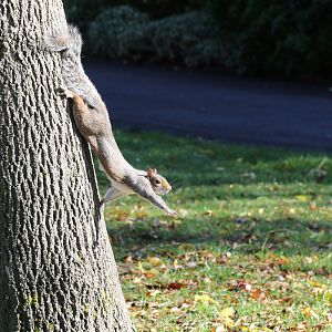 Grey Squirrel in Regent's Park, London 2/11/2018