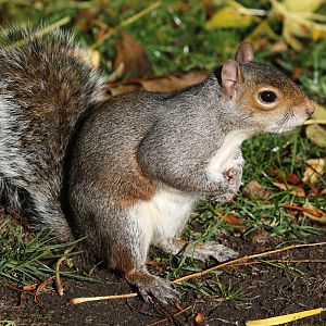 Grey Squirrel in Regent's Park, London. 2/11/2018